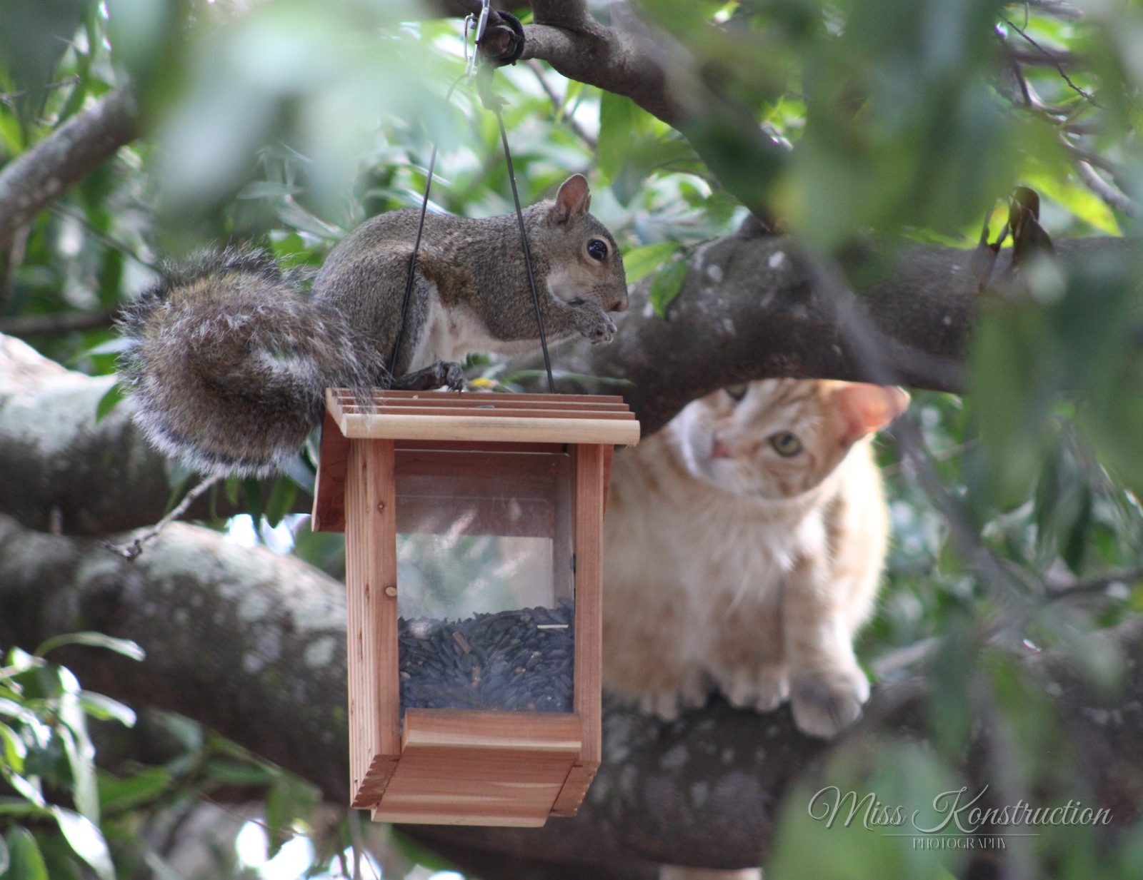Backyard Birdwatch Heist