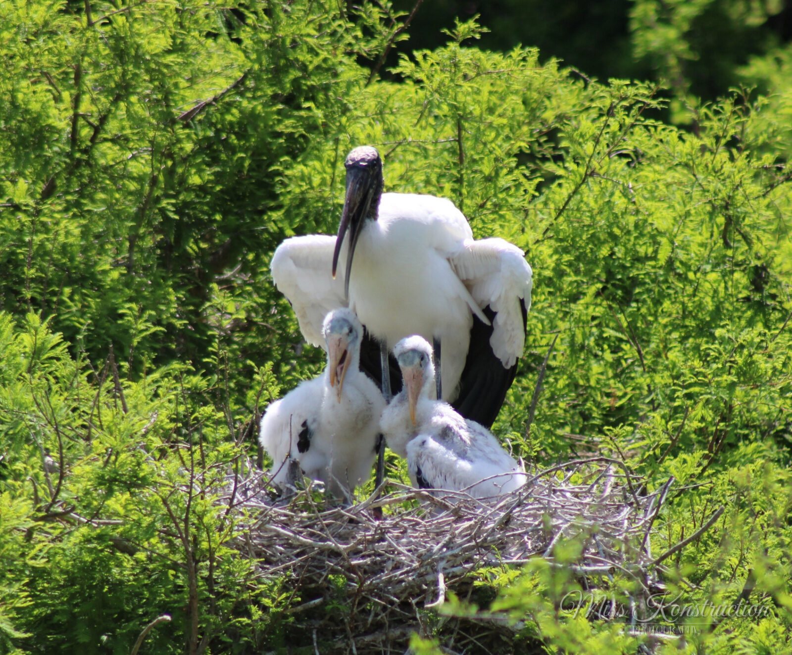 Mama wood stork standing watch over two fluffy chicks in a stick nest tucked into bright green cypress