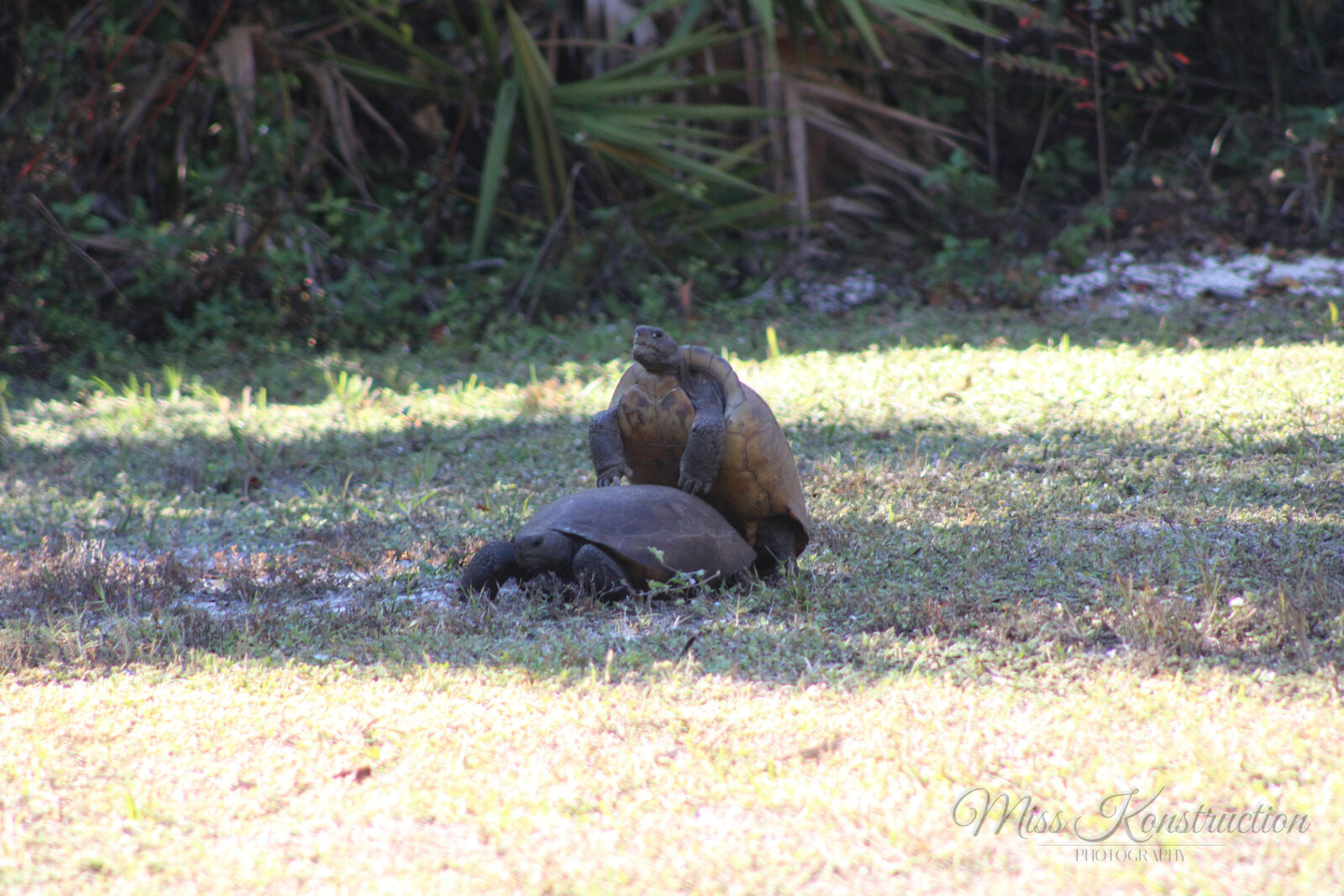 A Florida gopher tortoise sunbathing on sandy ground with a curious look