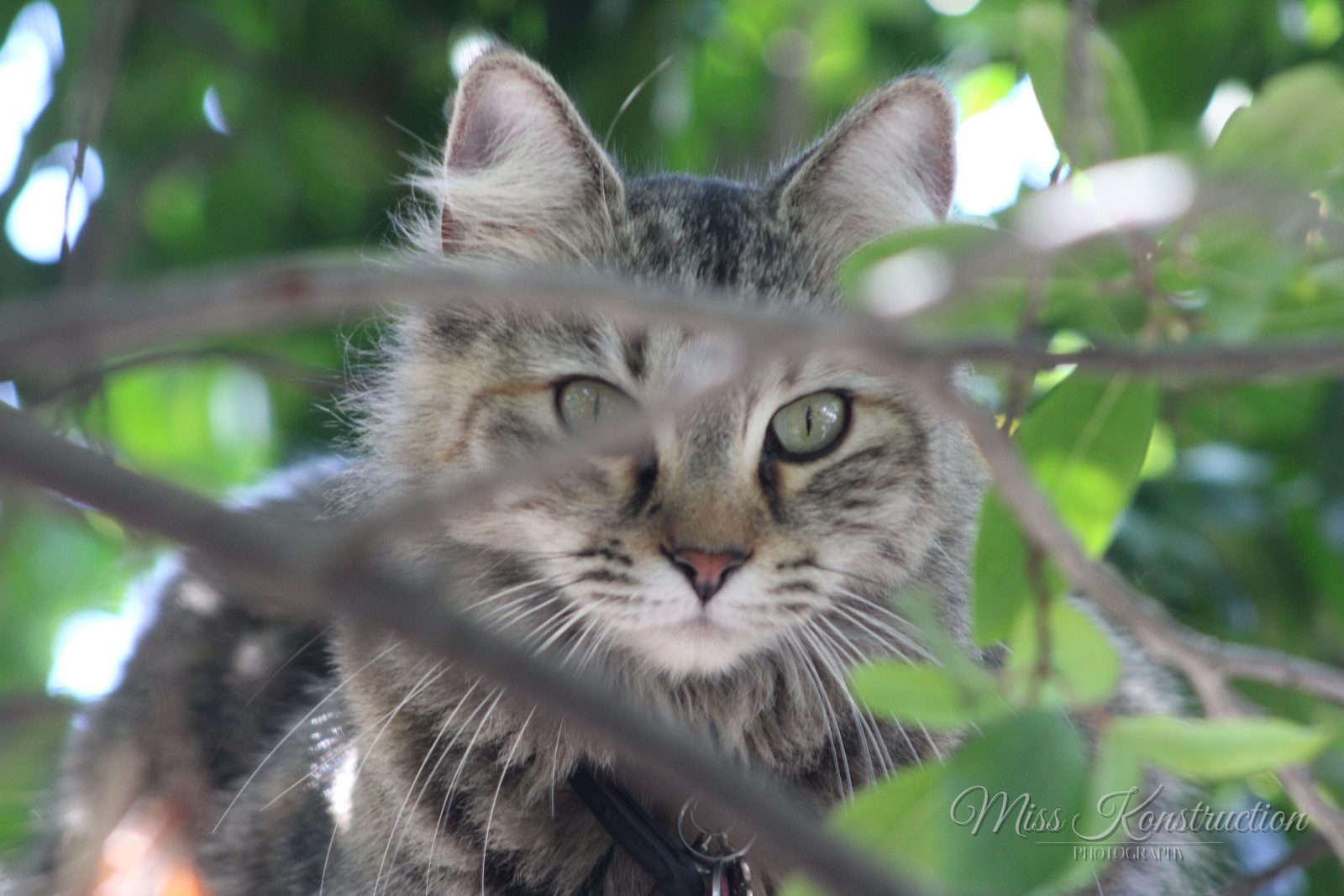Branch-Level Surveillance