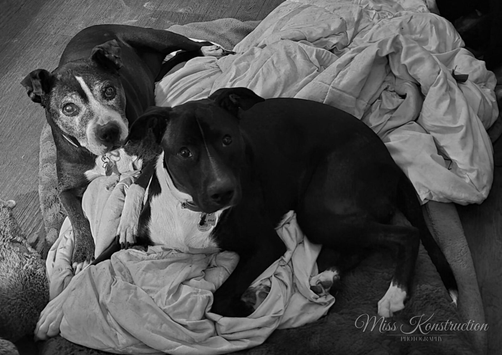 Blitz and Kylo — my two rescue dogs napping together