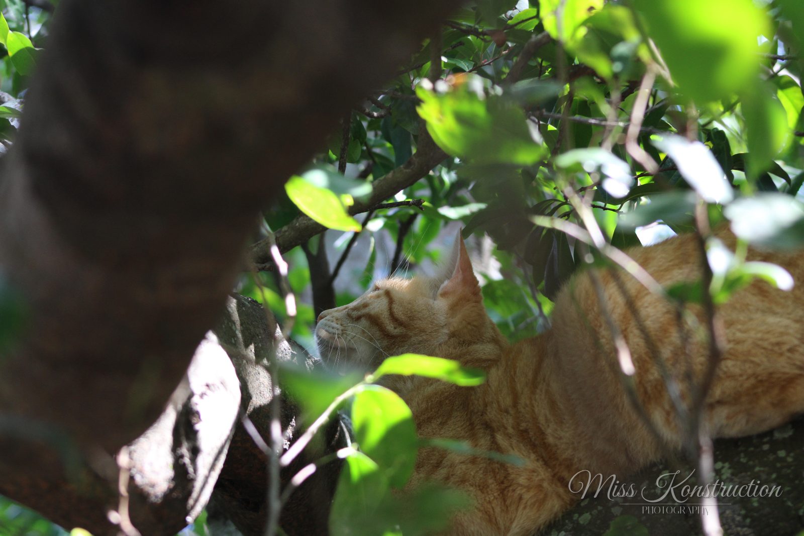 Ginger Ambush in the Leaves