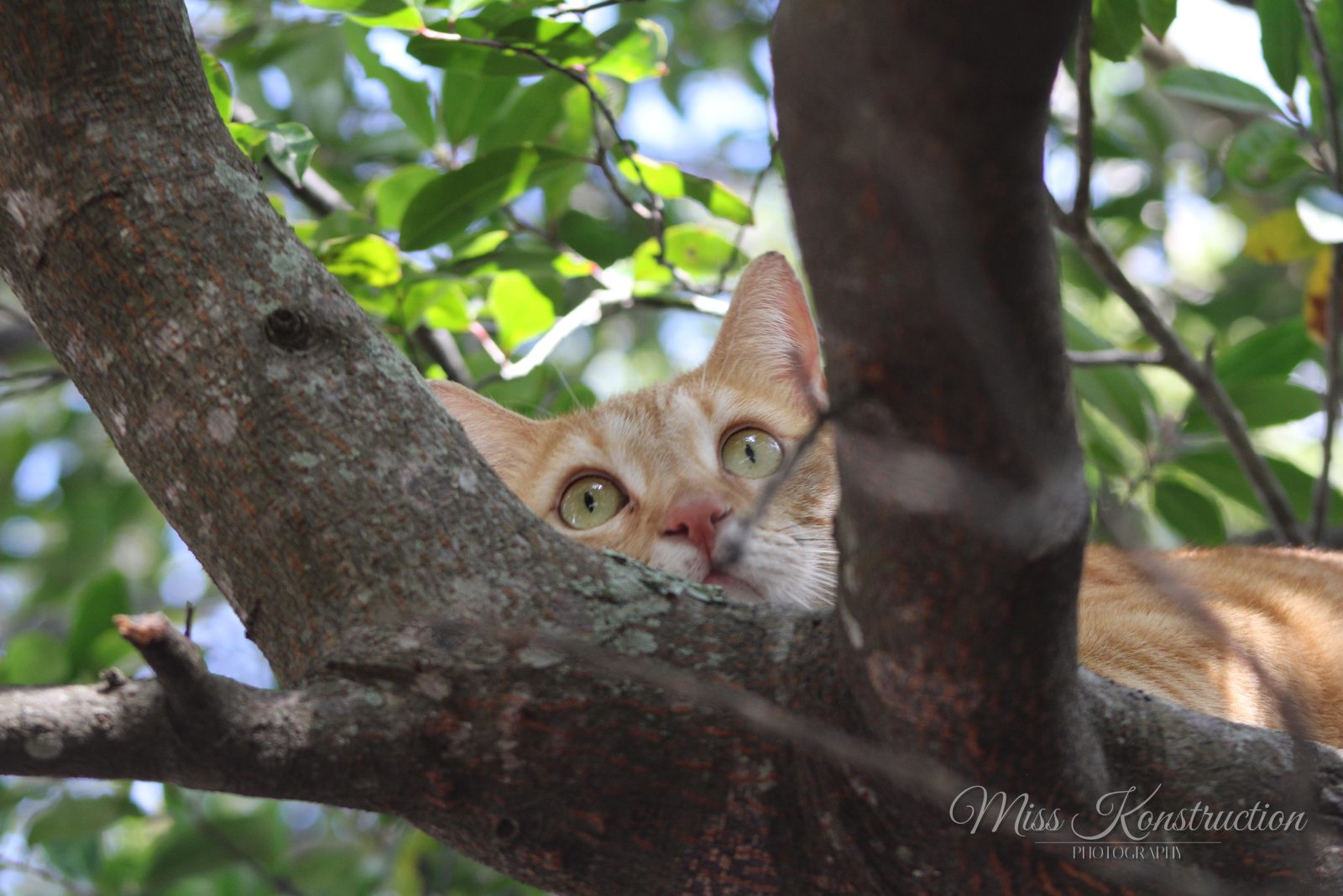 Peeping Tomcat