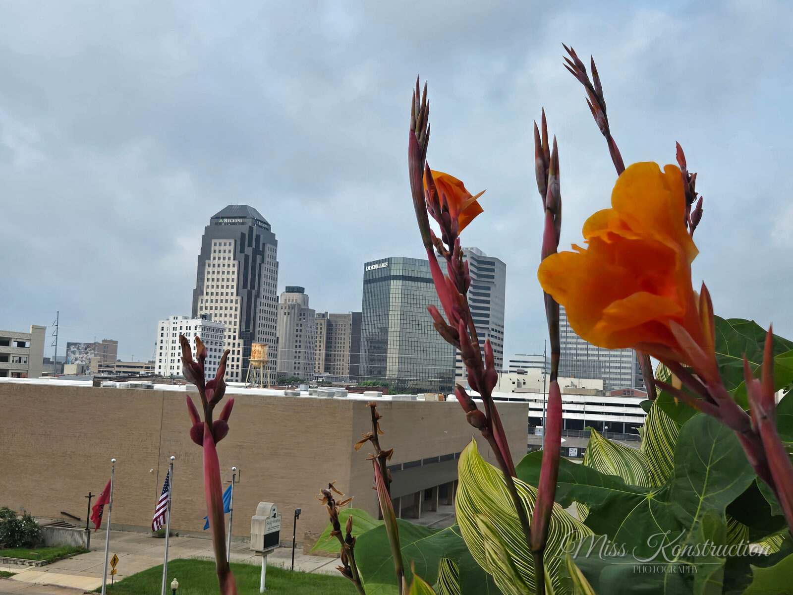 Cannas over the skyline