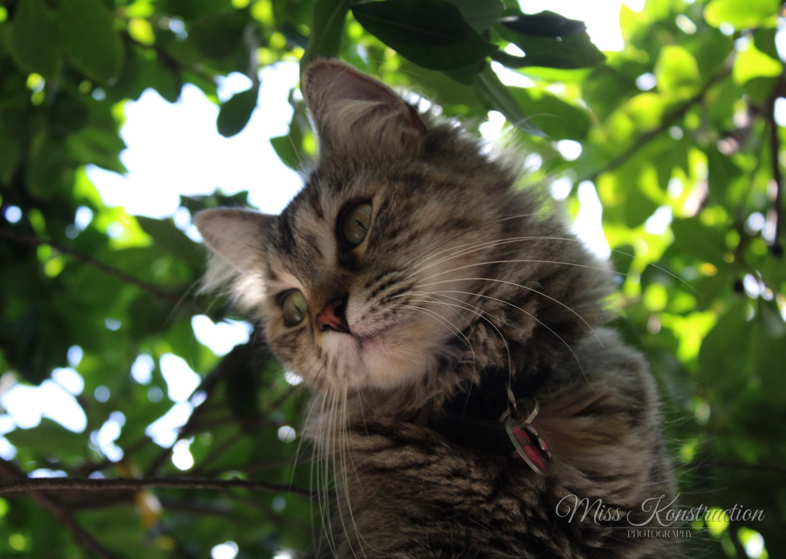 Tree Canopy Lookout